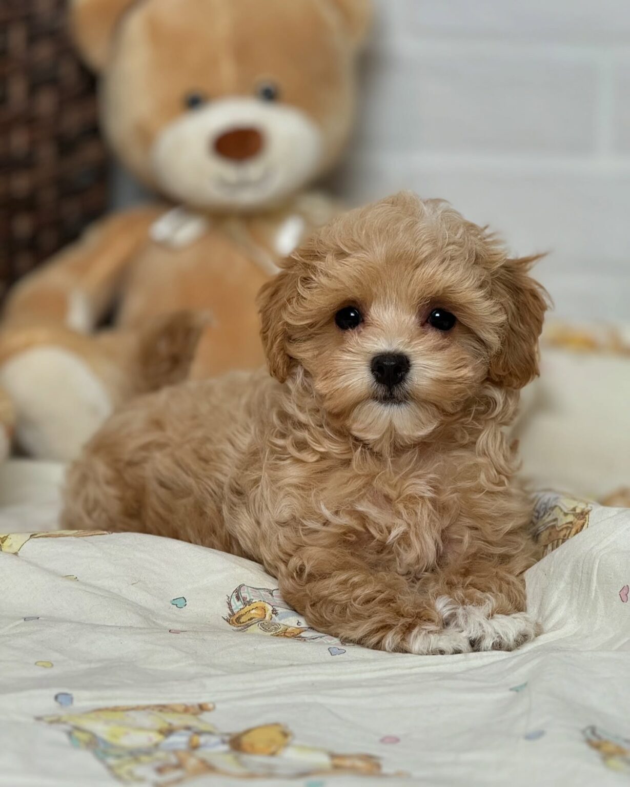 Maltipoo For Sale