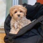 Teacup Maltipoo Price