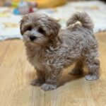 Teacup Maltipoo Price