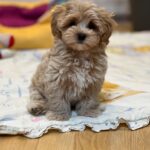 Teacup Maltipoo Price