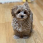 Teacup Maltipoo Price