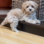 Teacup Maltipoo Price