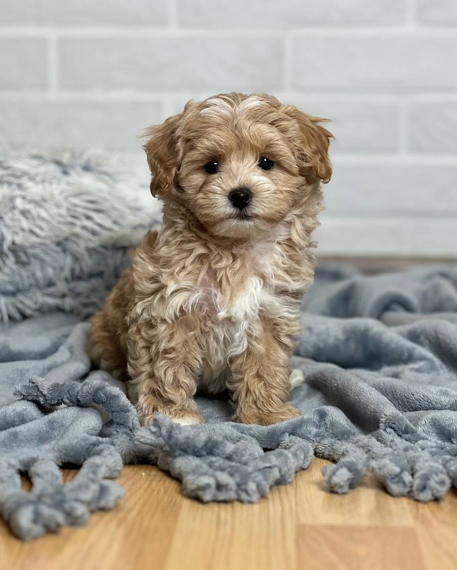 Maltipoo For Sale Near Me