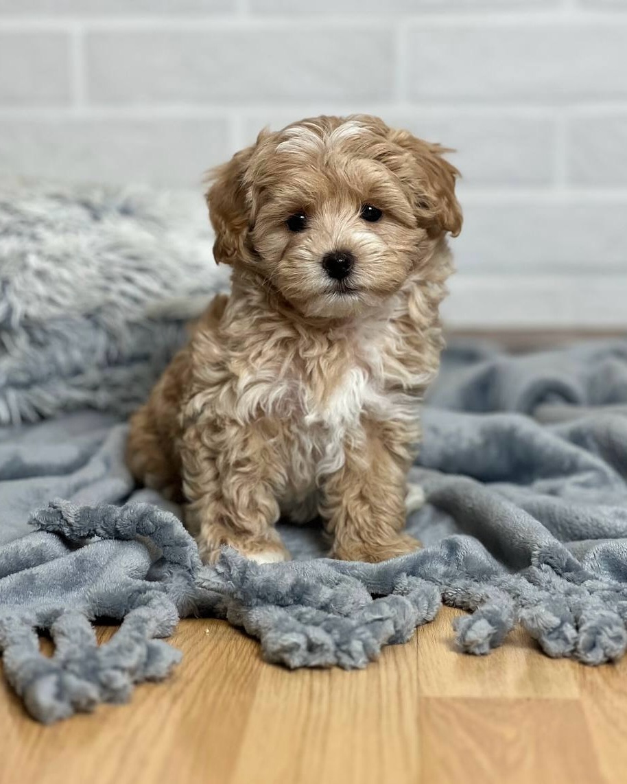 Maltipoo For Sale Near Me
