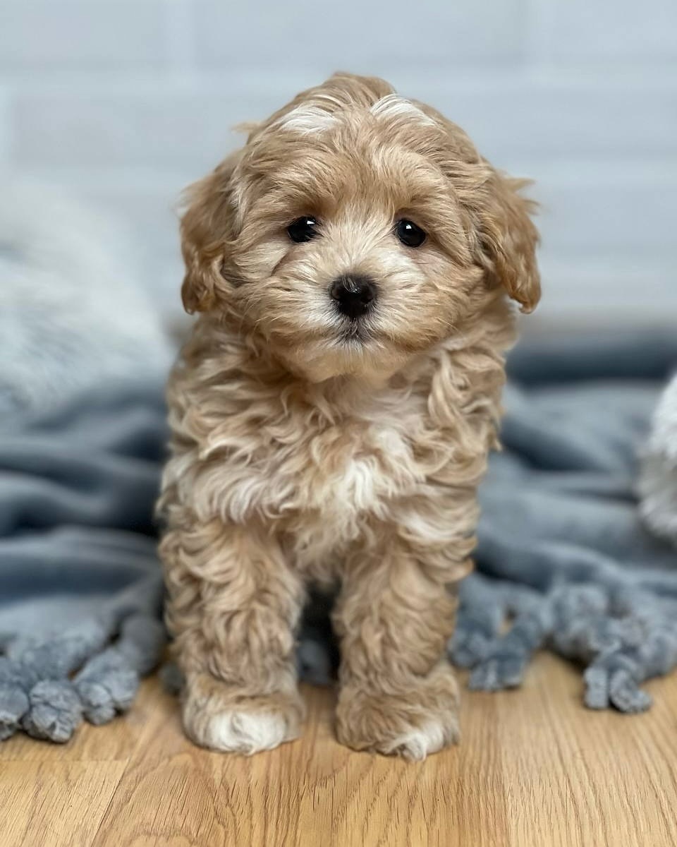 Maltipoo For Sale Near Me