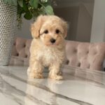 Maltipoo Maltipoo For Sale​