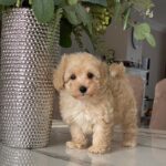 Maltipoo Maltipoo For Sale​