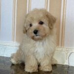 Maltipoo Maltipoo For Sale​