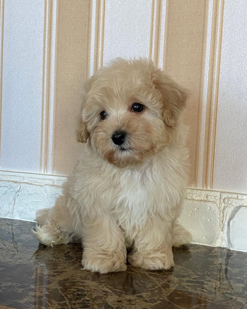 Maltipoo Puppies For Sale