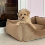 Maltipoo Maltipoo For Sale​