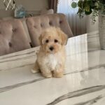 Maltipoo Maltipoo For Sale​