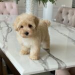 Maltipoo Maltipoo For Sale​