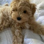 Teacup Maltipoo For Sale