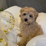 Teacup Maltipoo For Sale