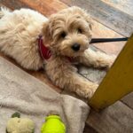 Teacup Maltipoo For Sale