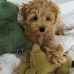Teacup Maltipoo For Sale