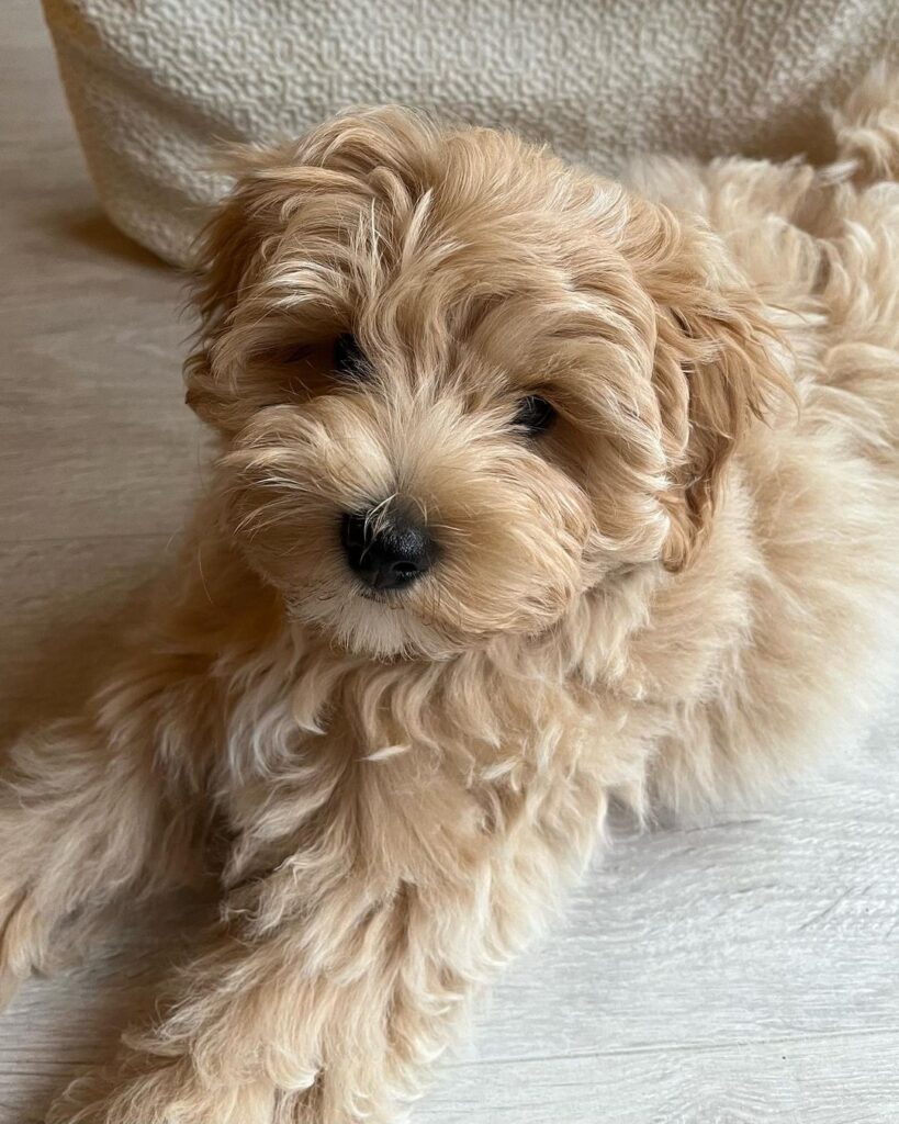 Teacup Maltipoo Puppies For Sale