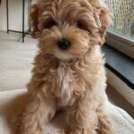 Teacup Maltipoo For Sale