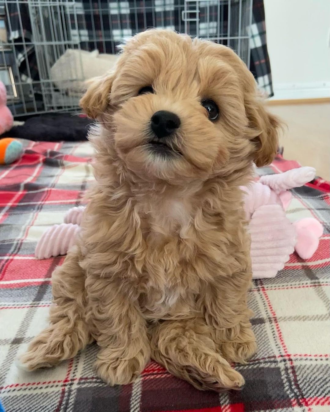Maltipoo For Sale