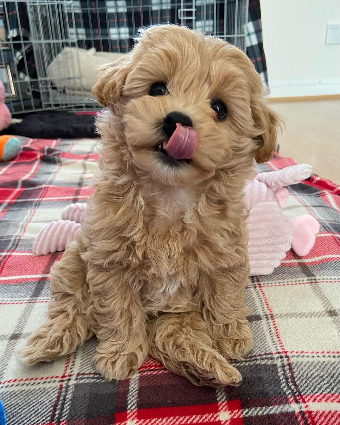 Maltipoo For Sale