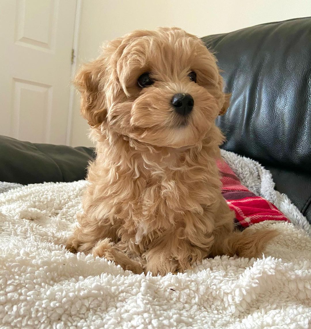 Maltipoo For Sale