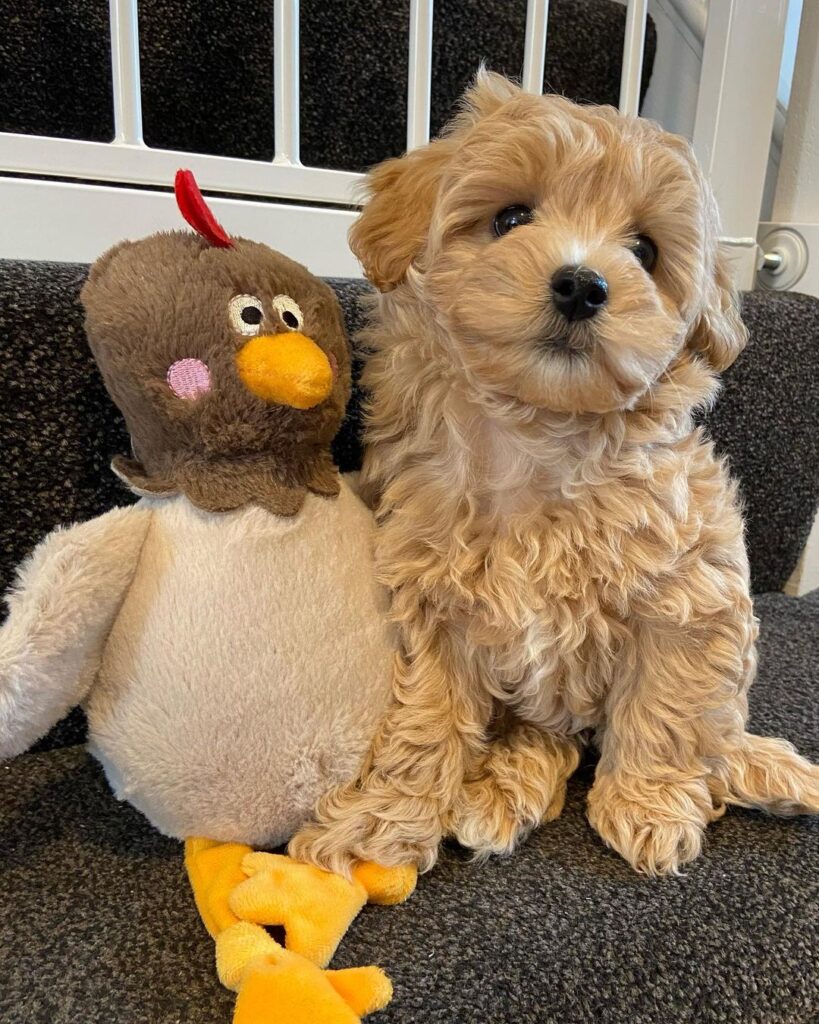 Maltipoo Puppies For Sale Near Me