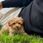 Maltipoo Maltipoo For Sale