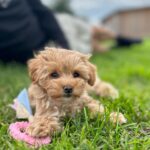 Maltipoo Maltipoo For Sale