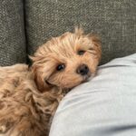 Maltipoo Maltipoo For Sale