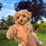 Maltipoo Maltipoo For Sale