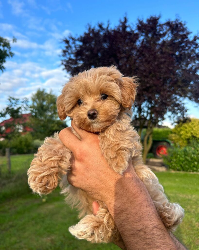Teacup Maltipoo For Sale​
