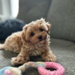 Maltipoo Maltipoo For Sale