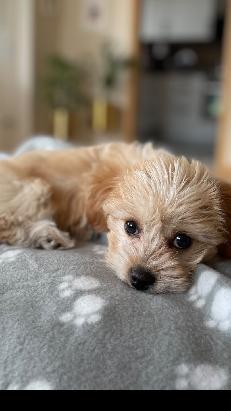 Maltipoo For Sale Near Me​