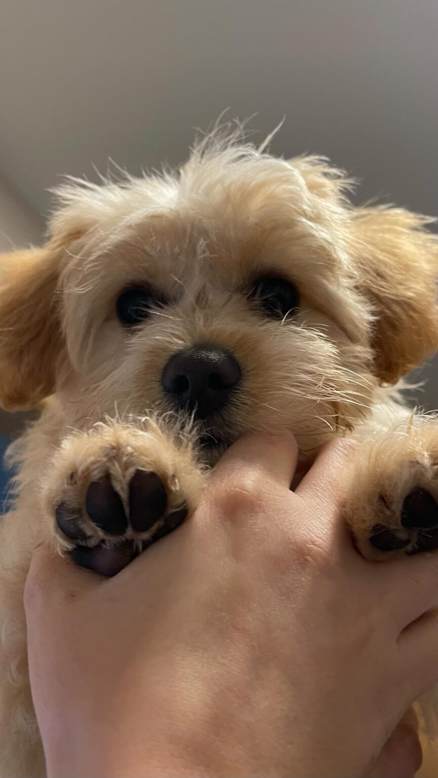 Maltipoo For Sale Near Me​