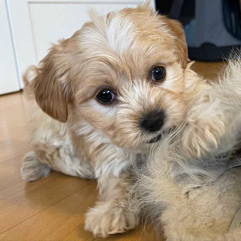 Maltipoo Teacup Puppies For Sale​