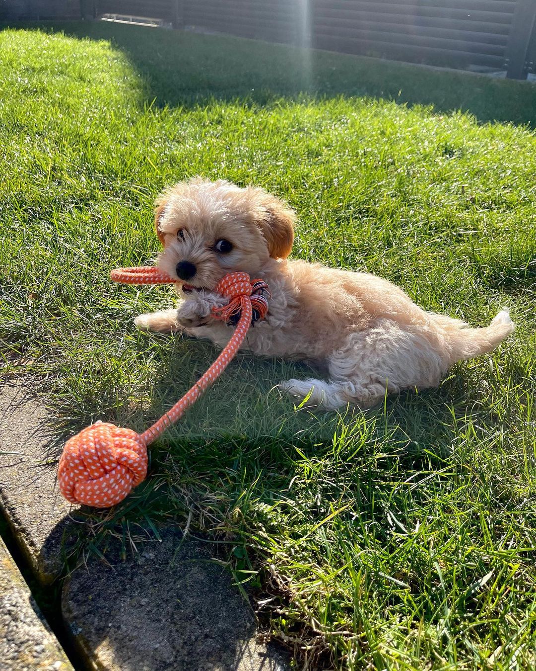 Maltipoo For Sale Near Me​