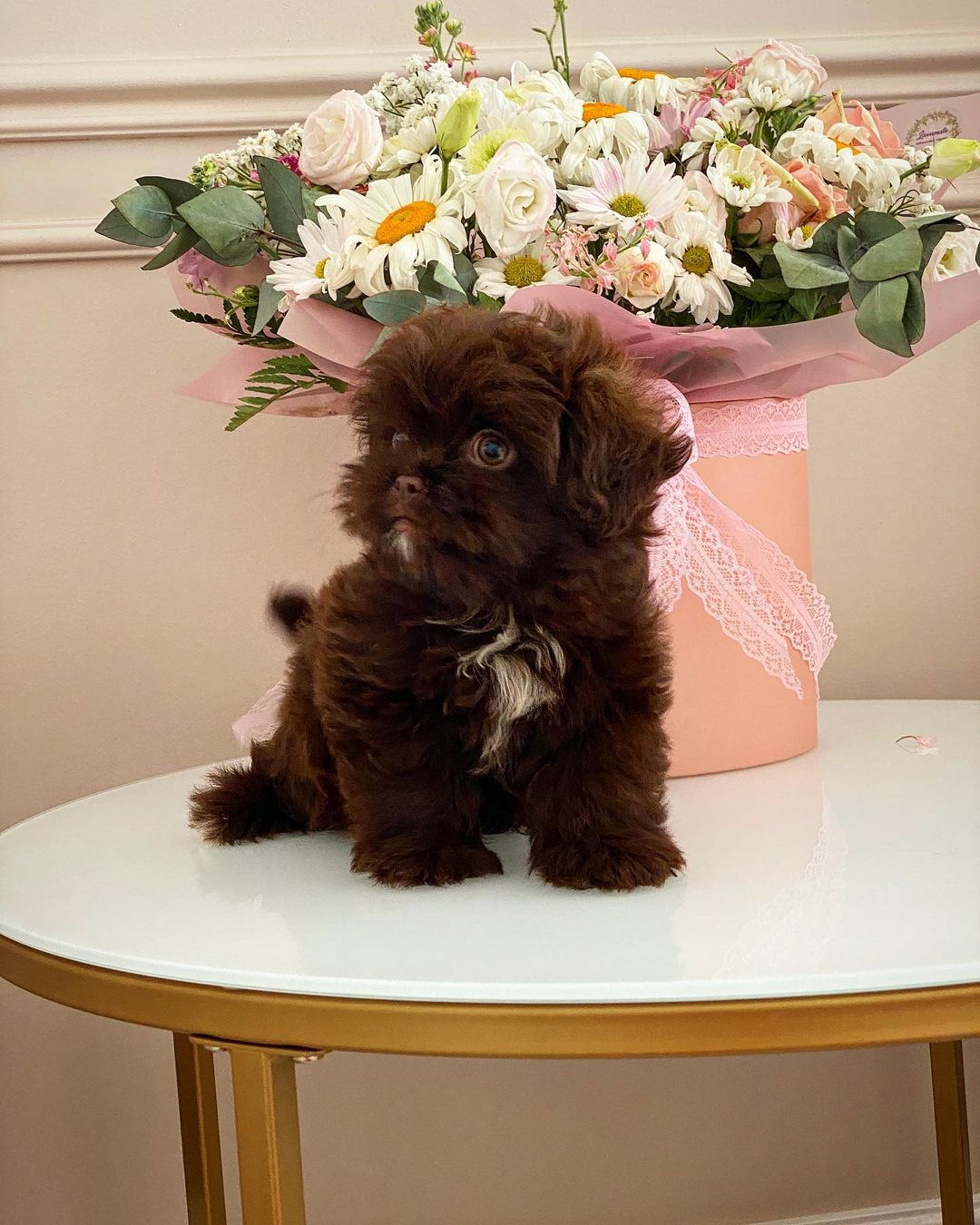 Teacup Maltipoo For Sale