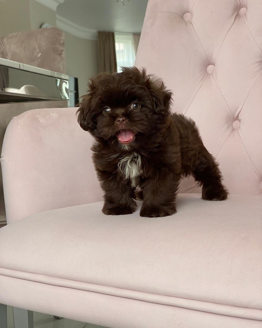Teacup Maltipoo For Sale