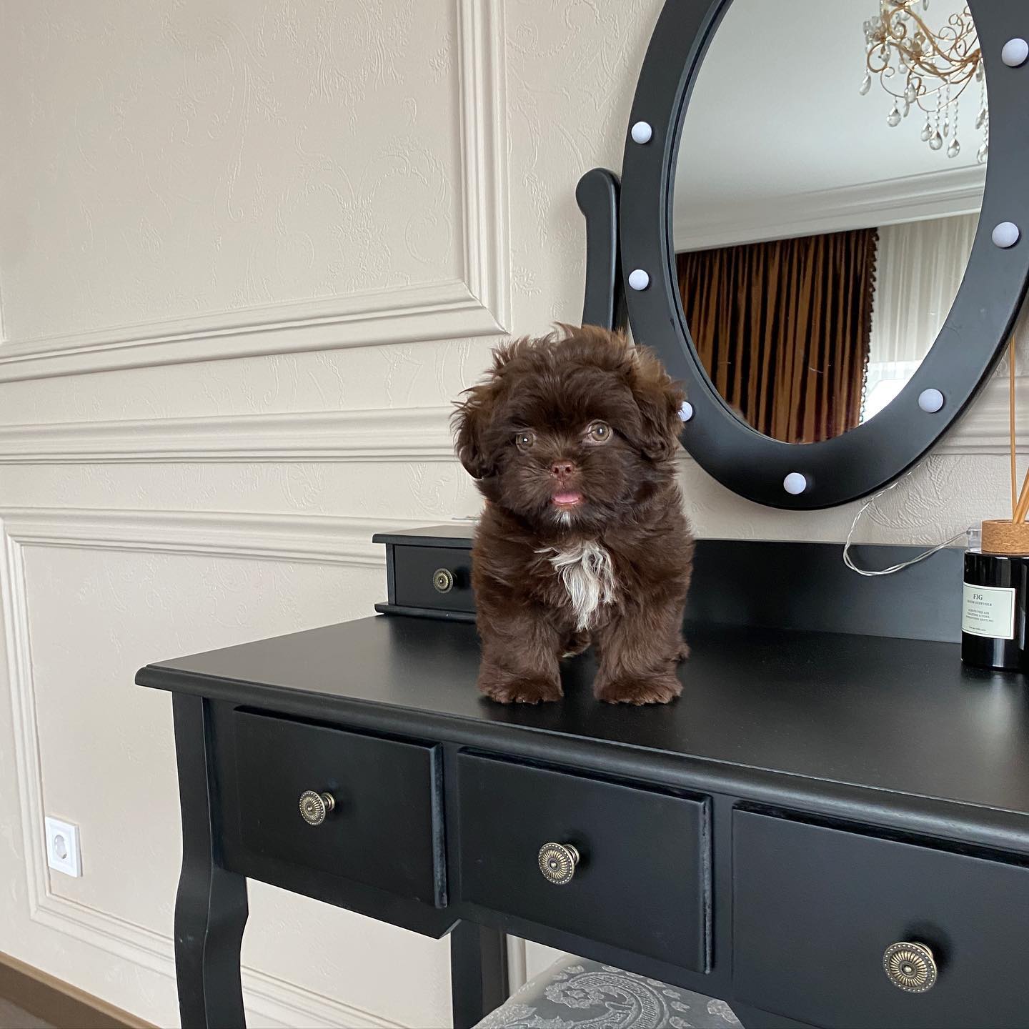 Teacup Maltipoo For Sale