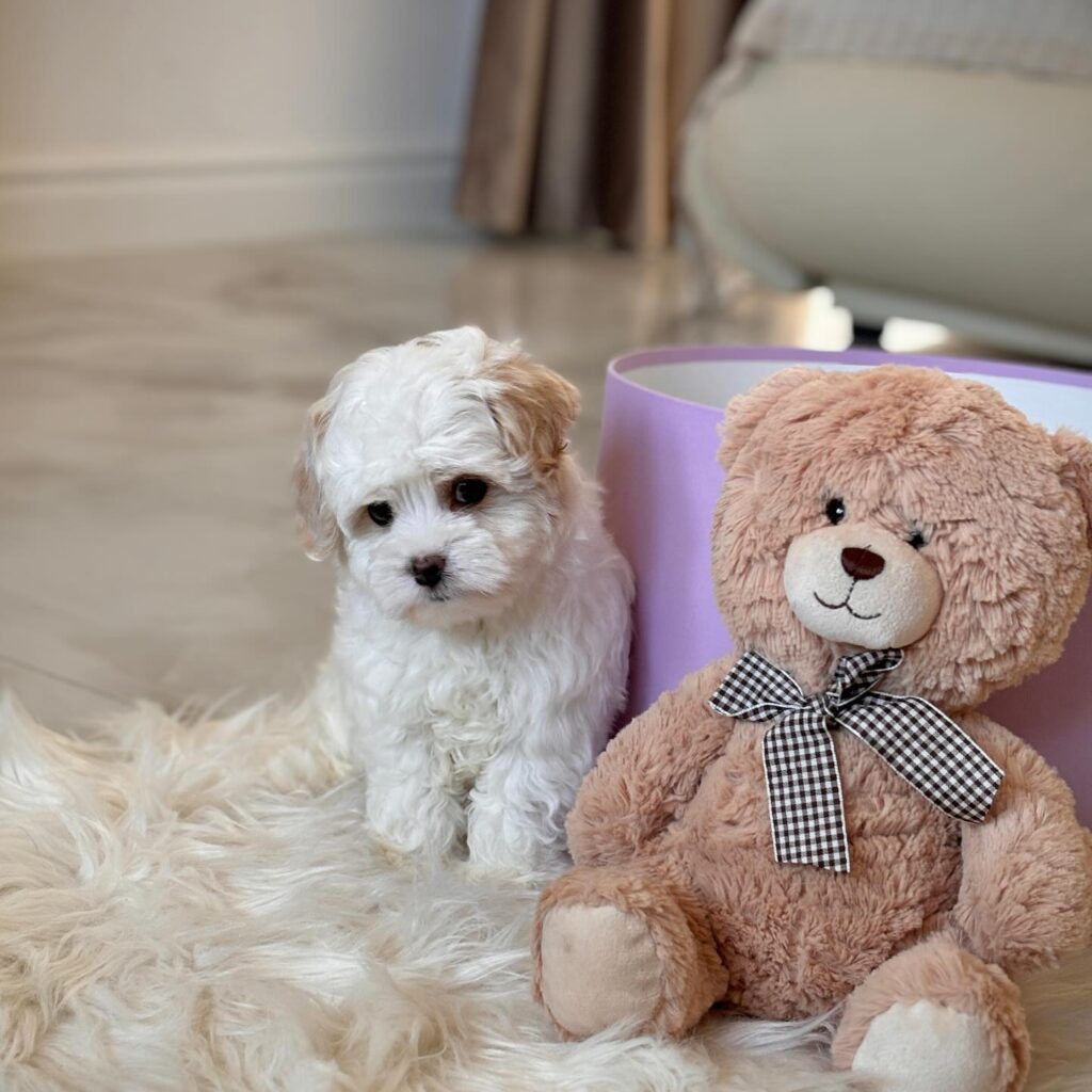 Teacup Maltipoo Puppy For Sale