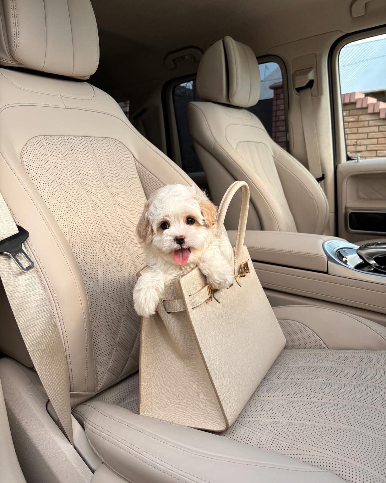 Teacup Maltipoo For Sale Near Me