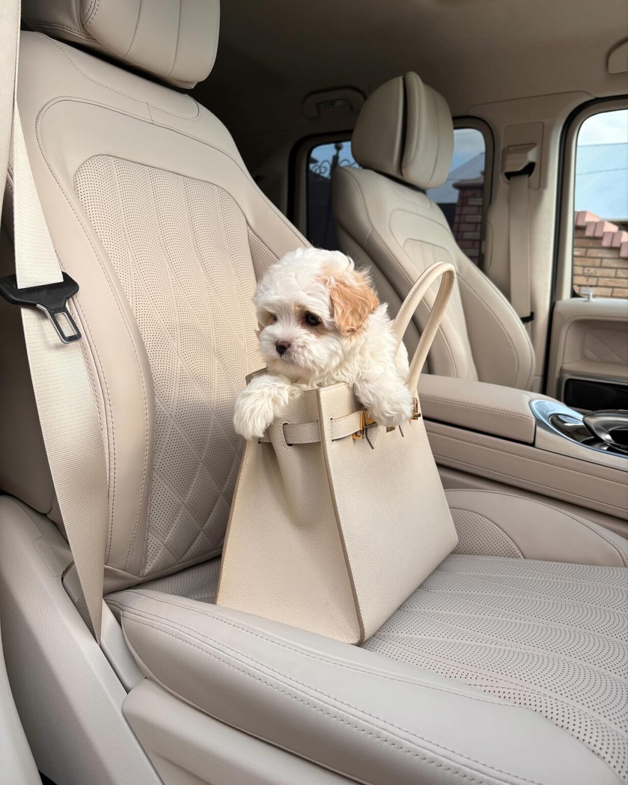 Teacup Maltipoo For Sale Near Me