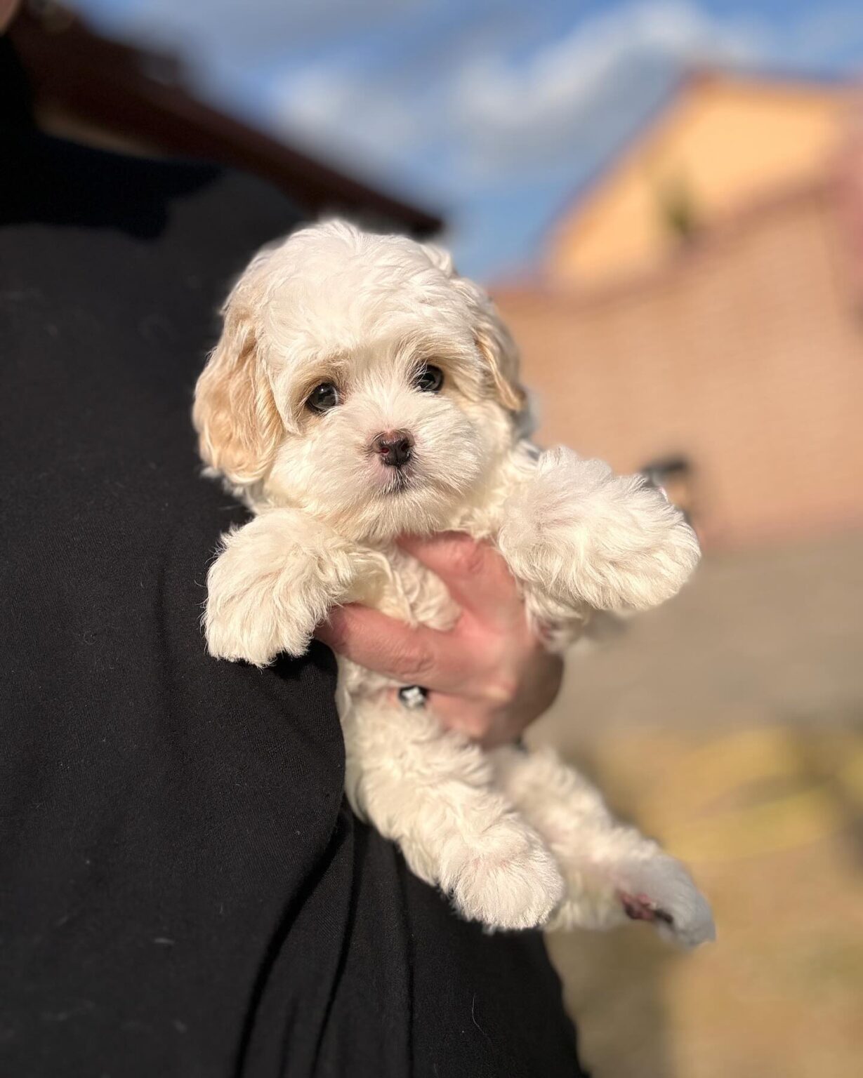 Teacup Maltipoo For Sale Near Me