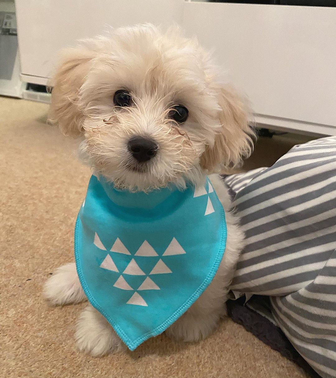 Maltipoo Puppies For Sale Near Me