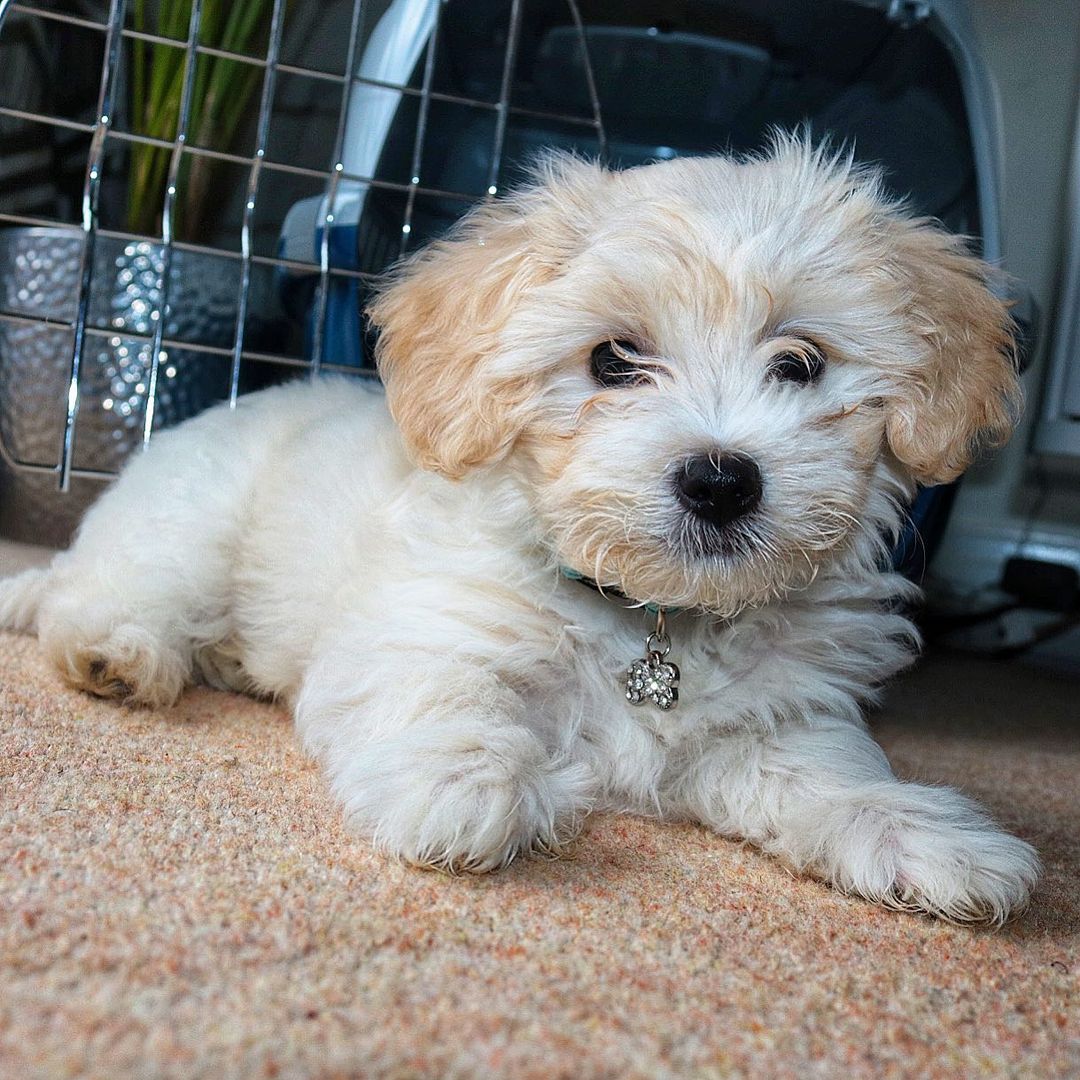 Maltipoo Puppies For Sale Near Me