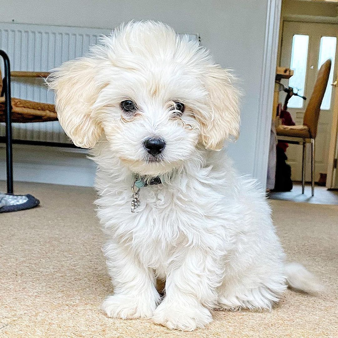 Maltipoo Puppies For Sale Near Me