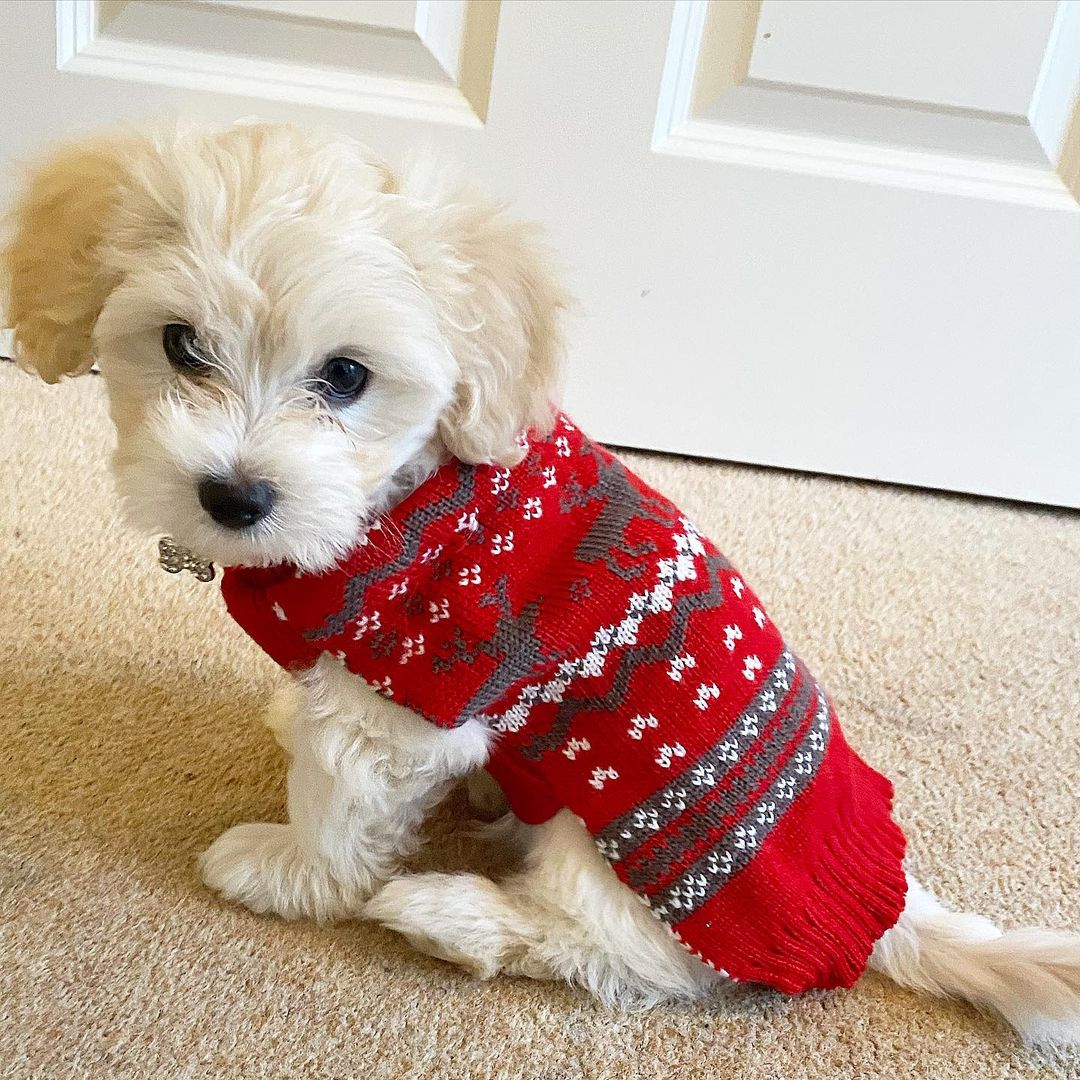 Maltipoo Puppies For Sale Near Me