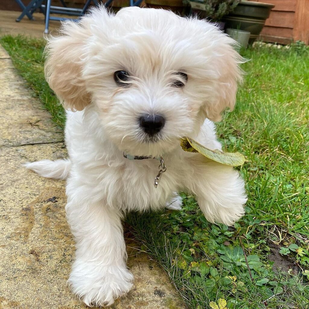 Maltipoo Puppy For Sale