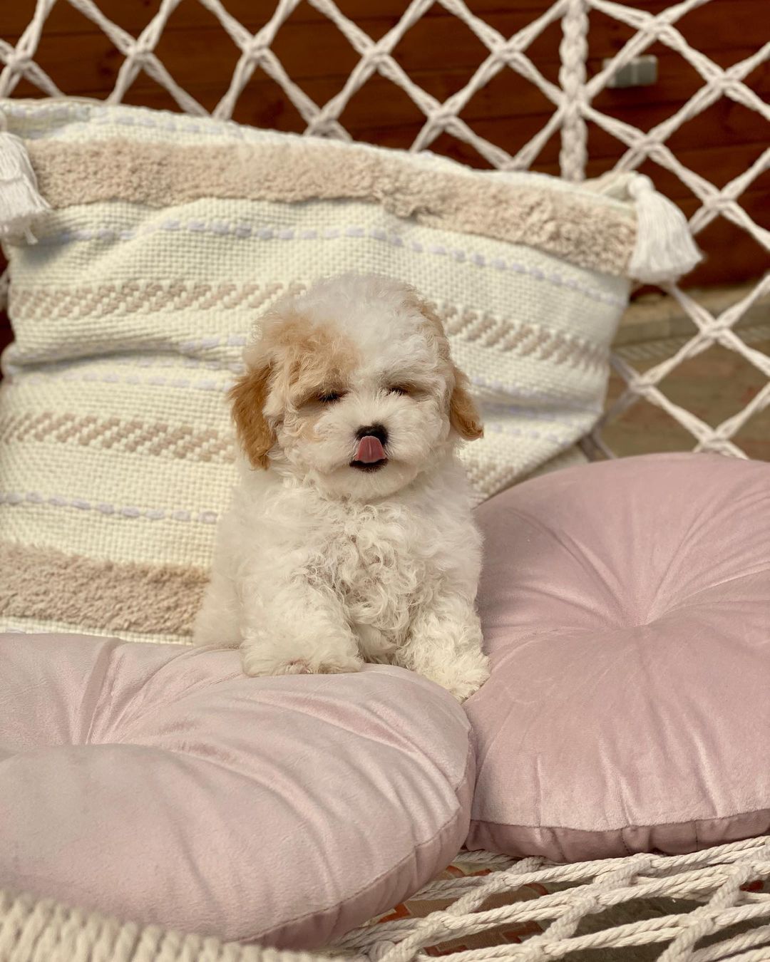 Maltipoo Puppies For Sale​