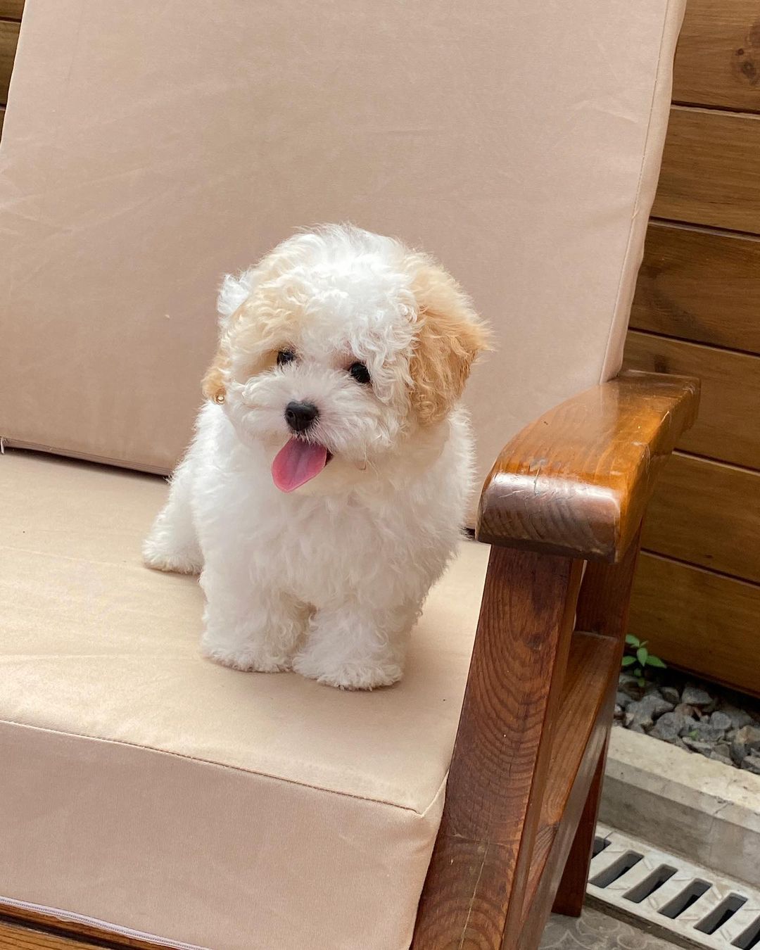 Maltipoo Puppies For Sale​